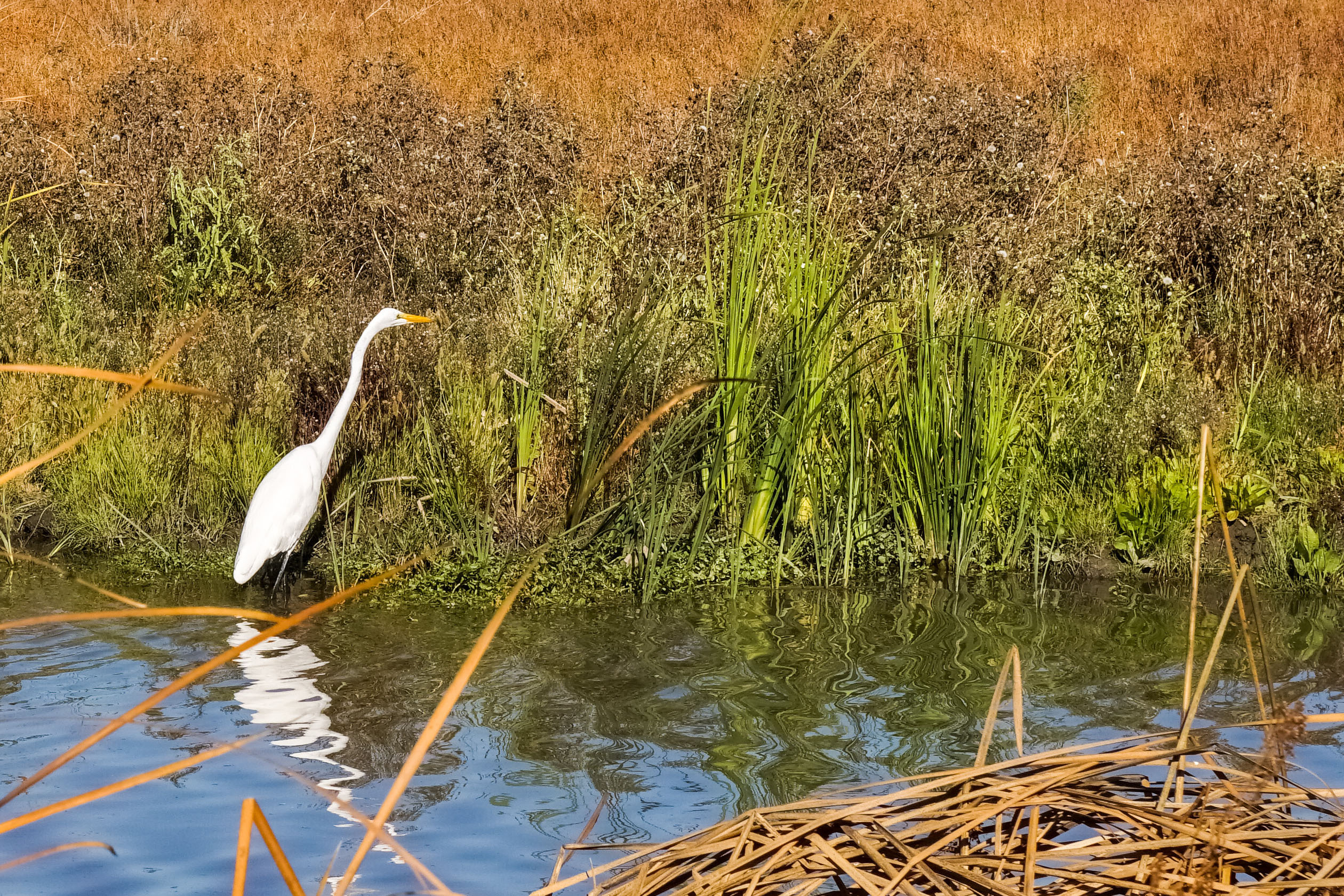 Marsh Landscape, Coyote Hills Regional Park, East San Francisco