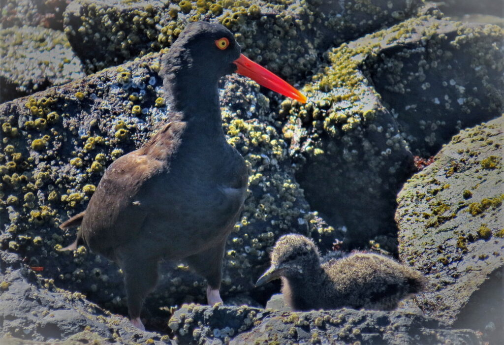 Black Oystercatcher with chick. Photo © 2020 Darcy Long.