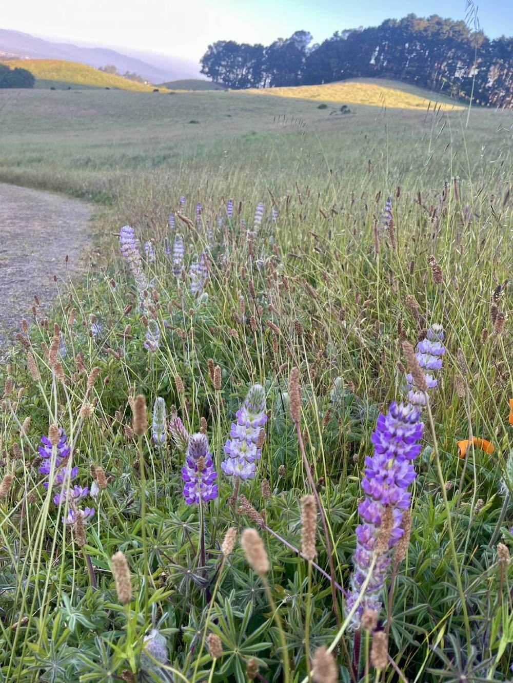 Grassland and wildflowers in Wildcat Canyon