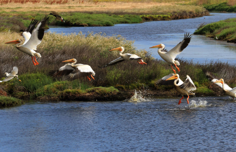 Suisun Marsh habitat. These vital wetland ecosystems were and still are often sites for landfills because the land is considered cheap “swamp land.”